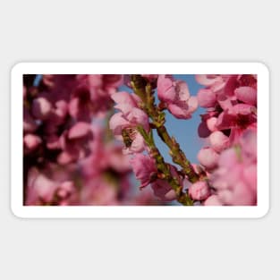 Busy as a Bee - Spring at Magpie Springs by Avril Thomas Sticker